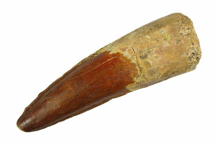 Real Fossil Spinosaurus Tooth - Beautiful Enamel #351501